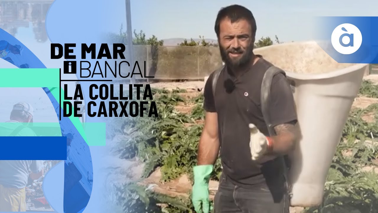 La collita de carxofa a Guardamar del Segura - De mar i bancal