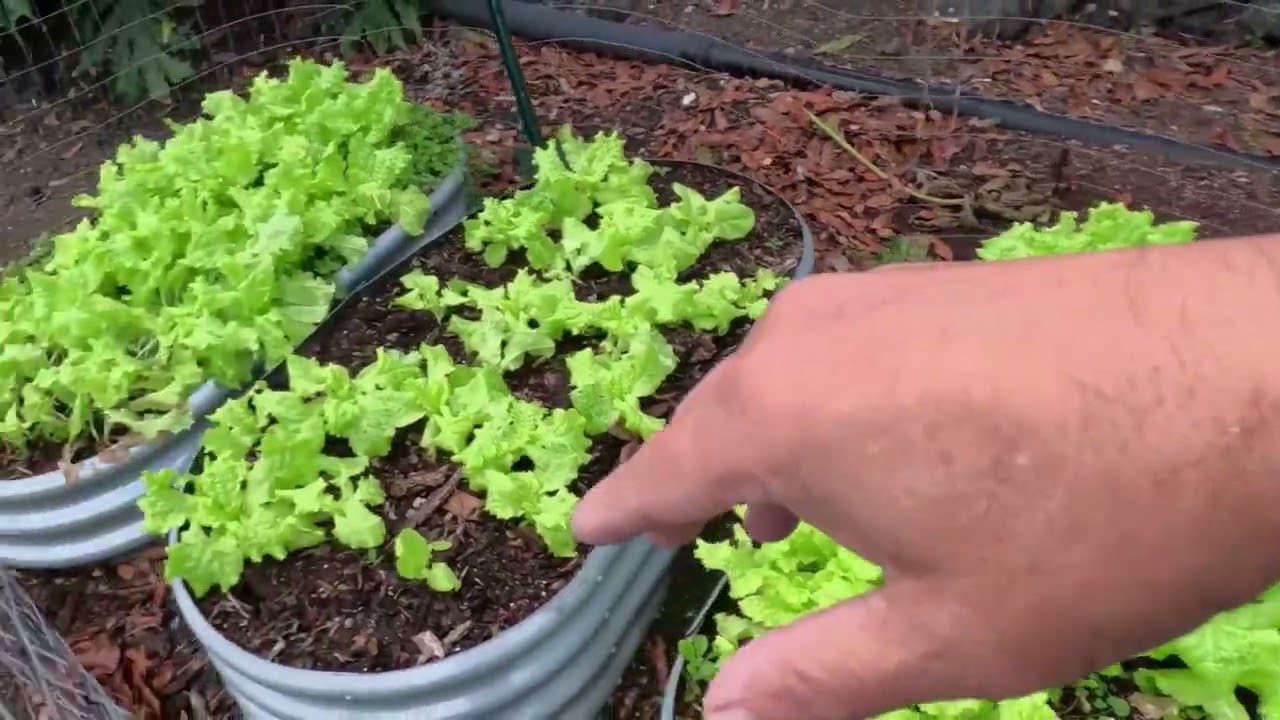 Gardening in Ocean View on the Big Island of Hawaii - No Rain Again!