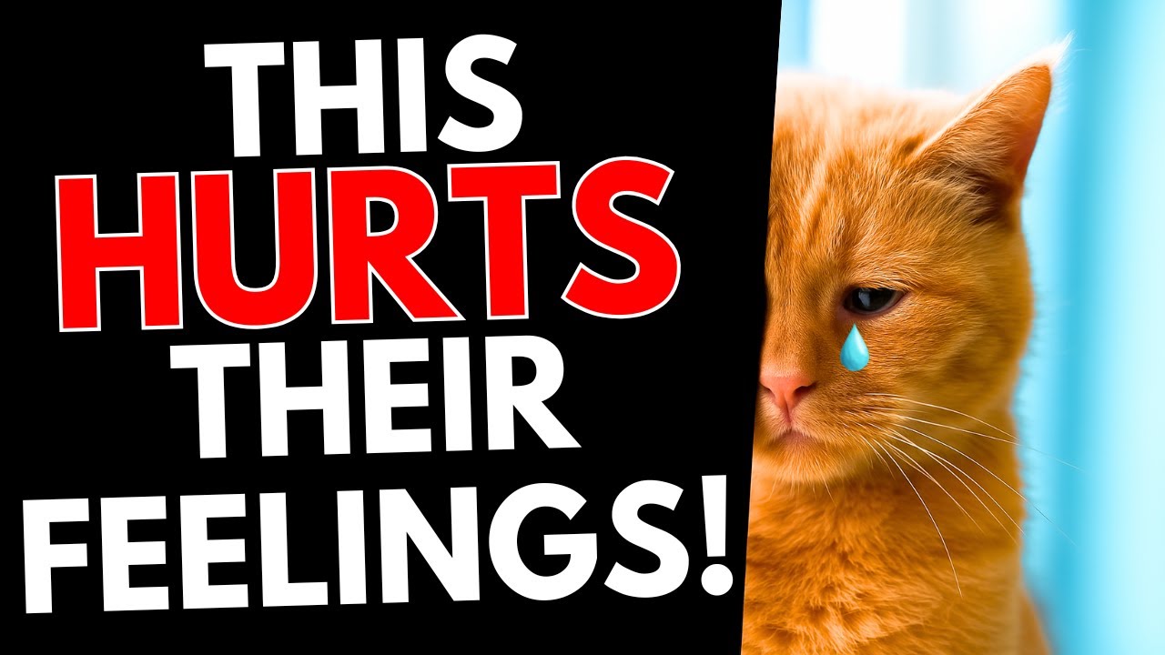22 Heartbreaking Things That Secretly Hurt Your Cat Every Day