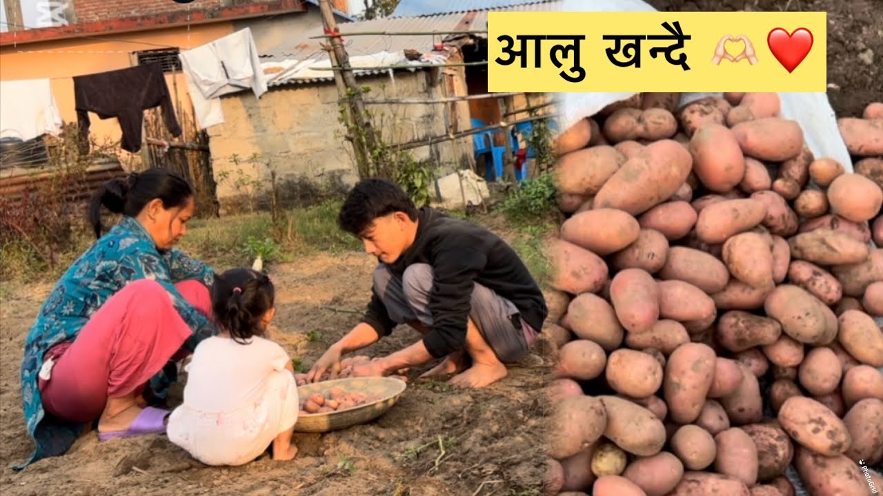 आलु कति केजी आयो  हाम्रो 😀😀🫶🏻❤️Nysha  jijubuwa la ropako aalu 