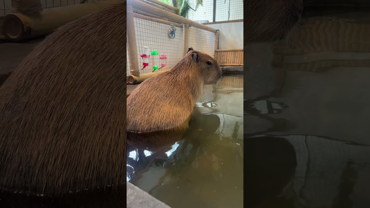 Capybara Cafe In Thailand Koh Samui