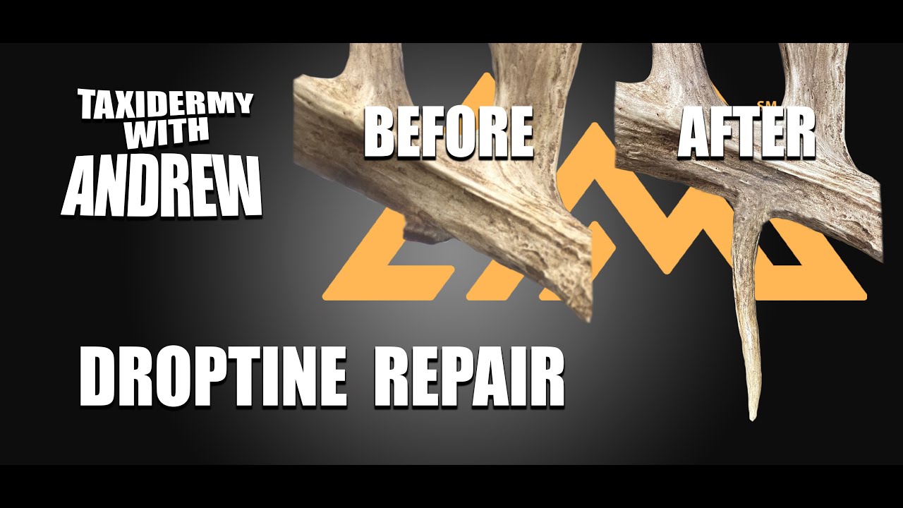Taxidermy with Andrew  - Droptine Repair