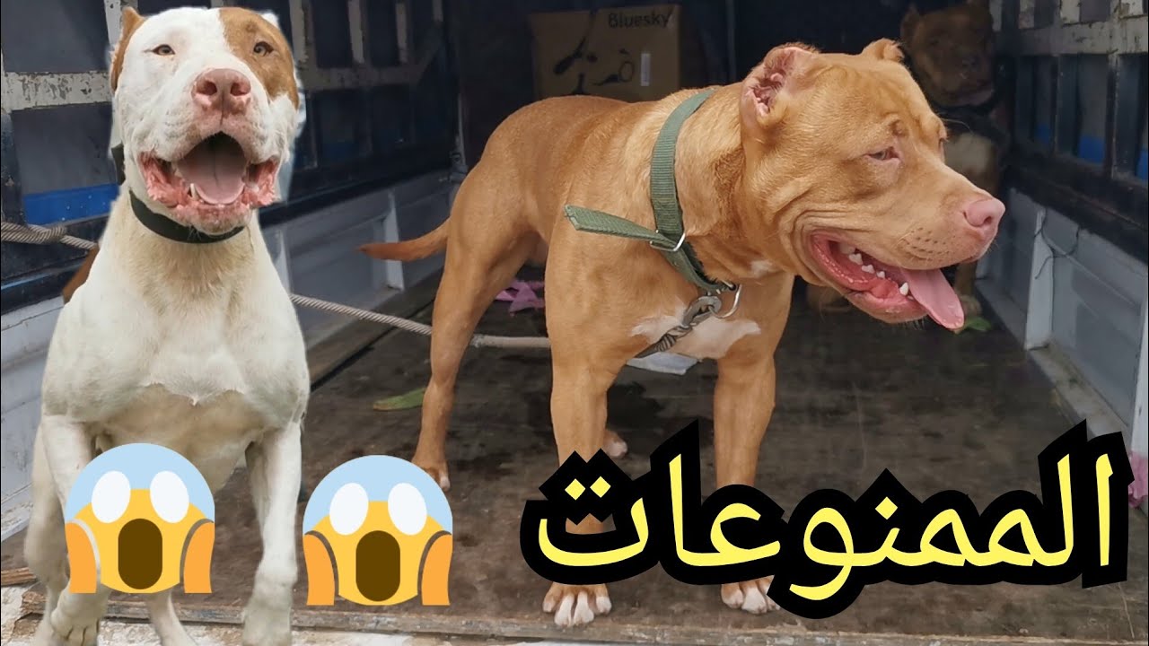 سوق القريعة للكلاب | باقة من أخطر أنواع الكلاب | بيتبول |ستافوورشاير |الدوغو الأرجنتيني | الرعب 😱😱