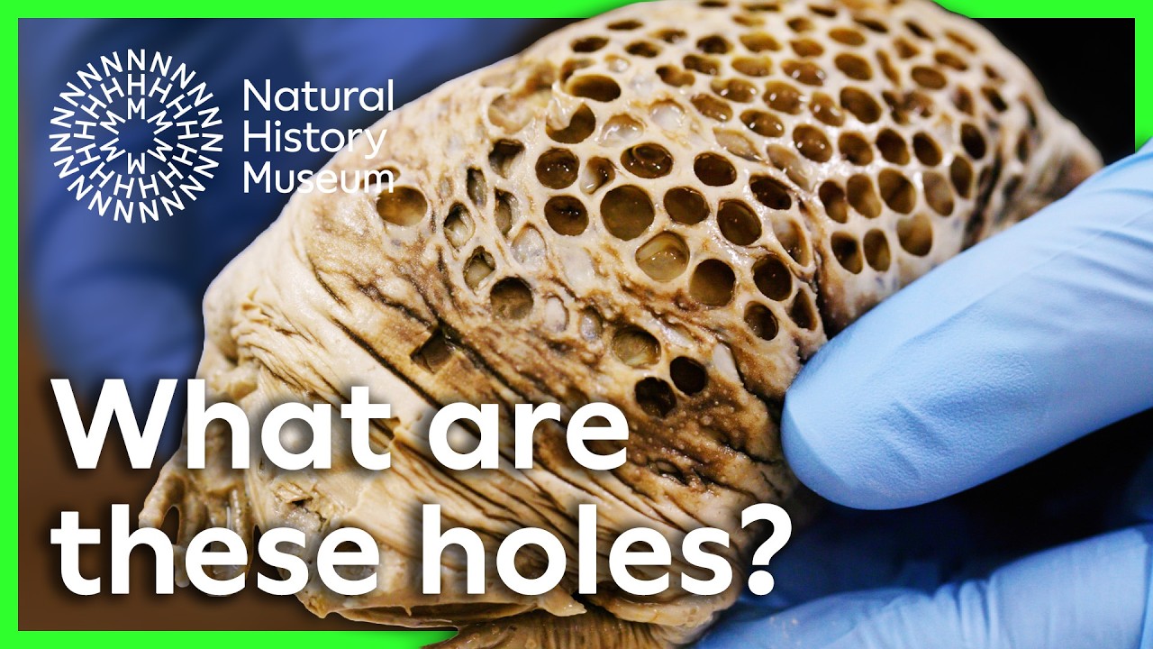 Как рождаются суринамские жабы? | Удивительные научные открытия