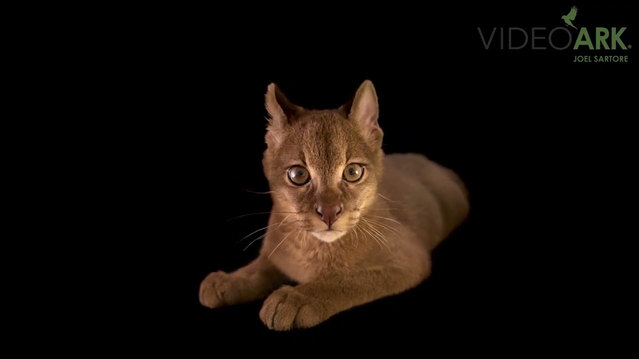 A male African golden cat (Caracal aurata aurata) named Gin at Florida Exotic Species Preserve.