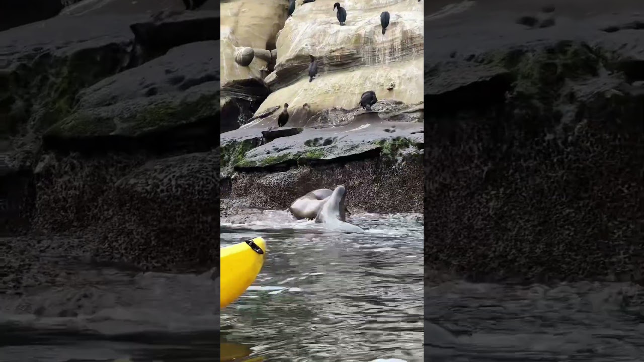Sea cave kayaking in La Jolla, California 🌊🤍🦭