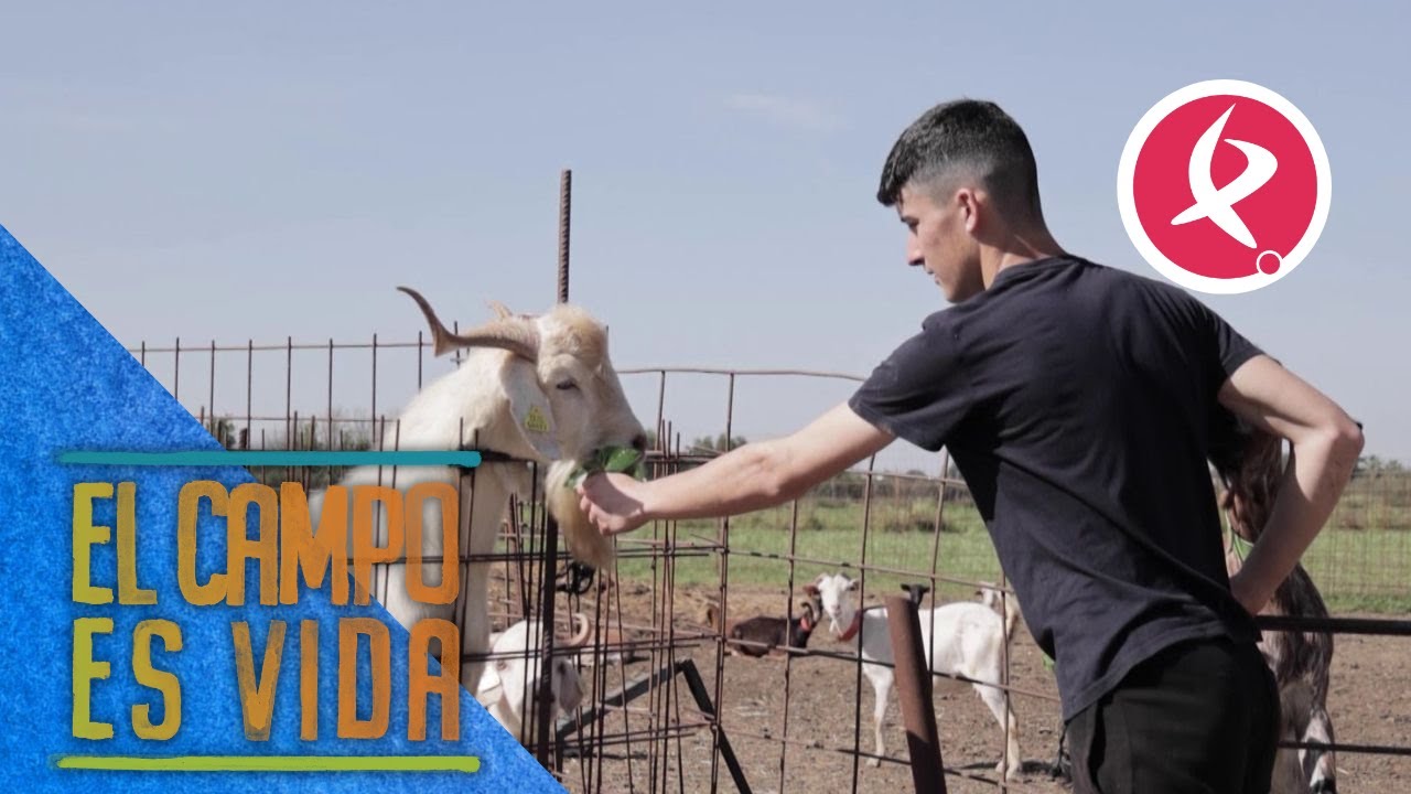 Las hojas de moreras, un manjar para las cabras de Jose | El campo es vida