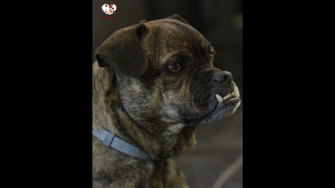 Dog Sitting | All 4 Pets | 4K Ultra HD