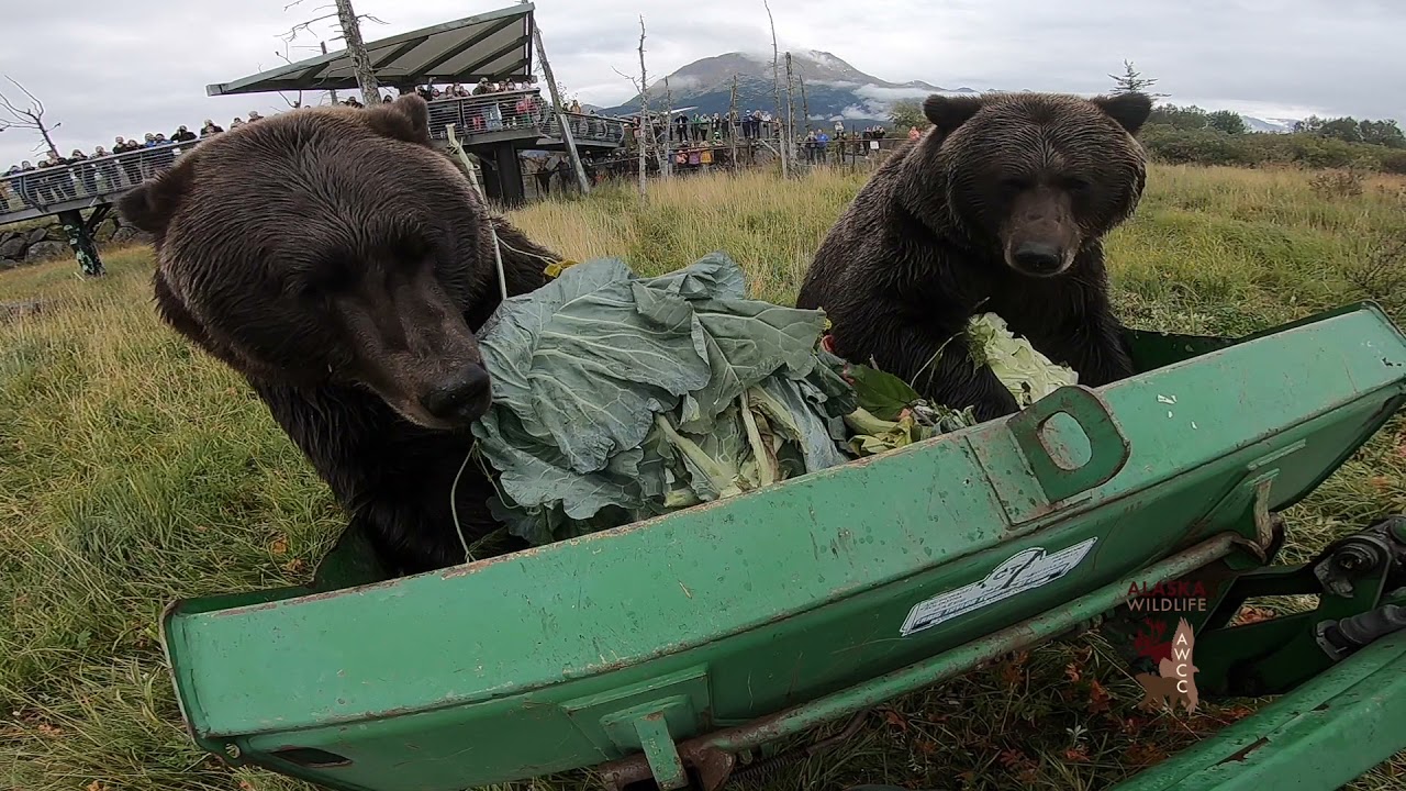 AWCC | Big Bears | Big Veggies | 2021