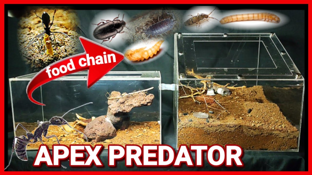 SELF FEEDING ANT FARM | D colony