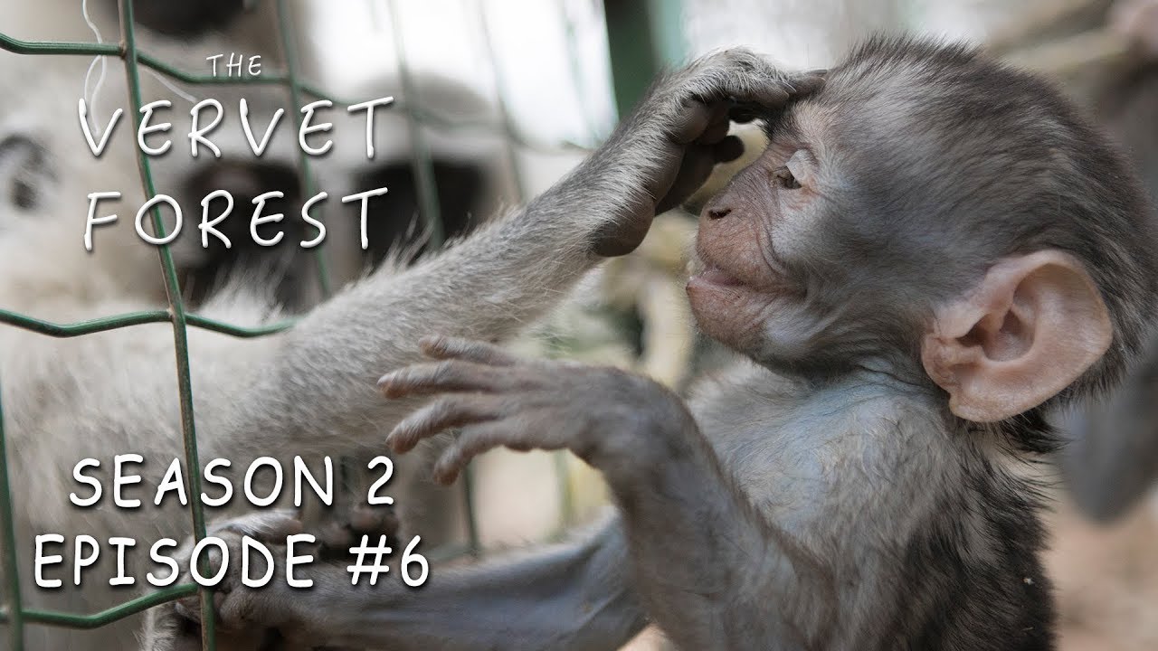 Orphan Baby Monkeys Meet Their New Monkey Family Through The Fence - Vervet Forest - S2 Ep. 6