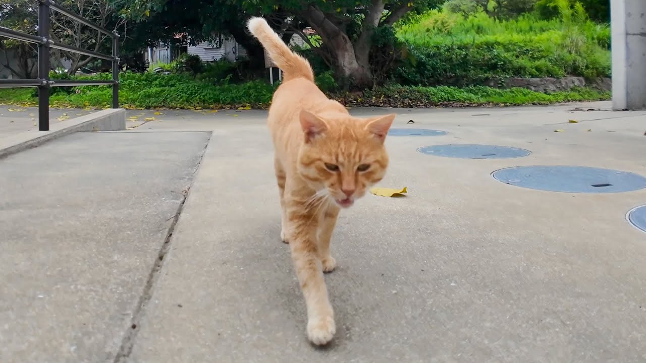 人を見つけると即スリスリ♡人懐っこすぎる猫島の猫