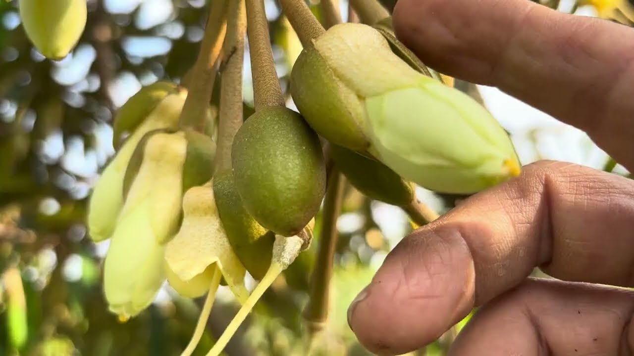 มาช่วยถอดหมวกดอกทุเรียน และเก็บดอกรุ่นน้องที่ออกมาใหม่