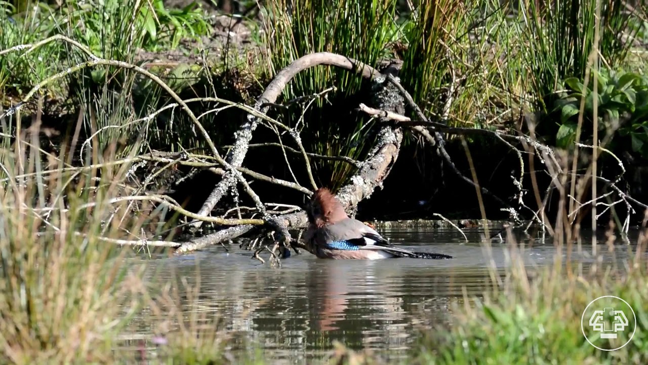 Thuis bij De Hoge Veluwe: vogels kijken met boswachter Henk Ruseler