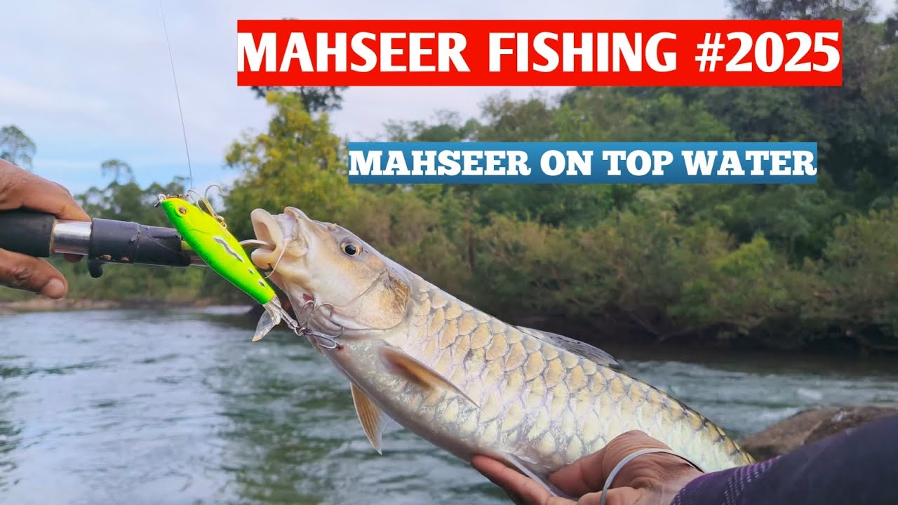 Mahseer Fishing#fishing #trinding #fish#seafood 