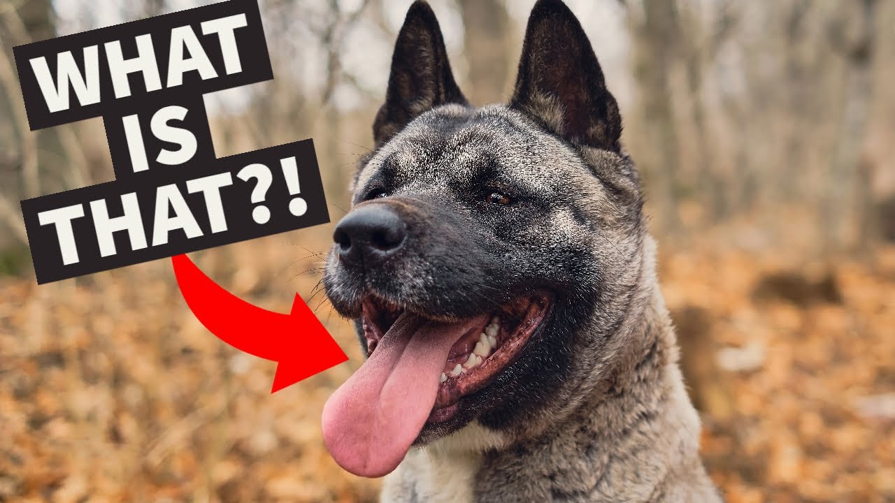 My Akita needs SURGERY AGAIN | Dog Salivary Mucocele