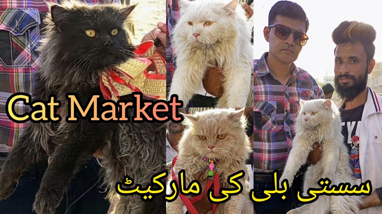 Cat Market Saddar Karachi || Billi ki Market Saddar Karachi Pakistan || 12-2-23 