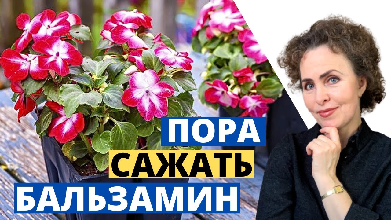 БАЛЬЗАМИН комнатный: выращиваем из семян