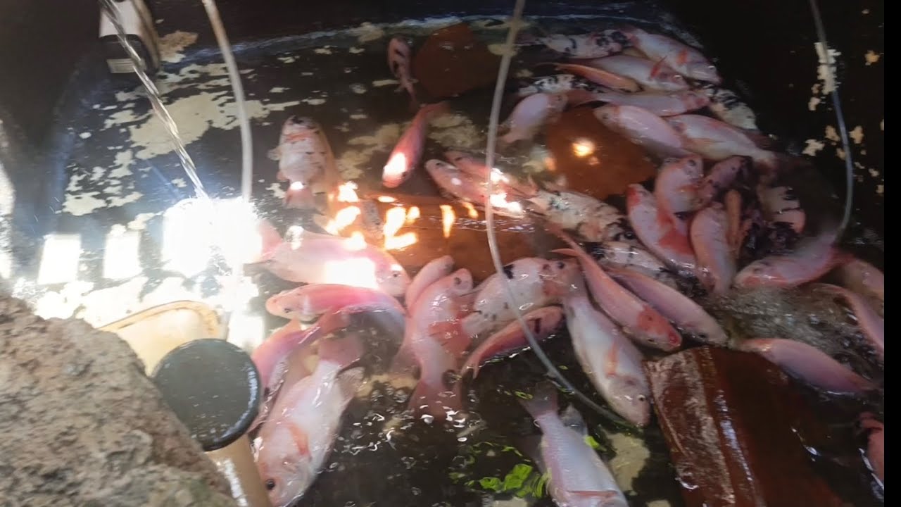 Kuras kolam Nila merah umur 4 bulan dari telur