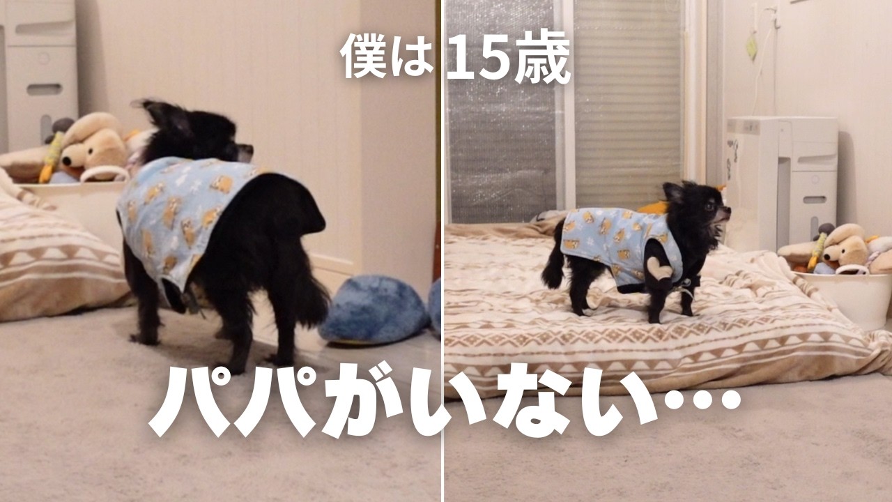 15歳の探し物。トイレから戻ると大好きなパパがいない…必死に探す姿が愛しすぎた。すぐそこにいますwww