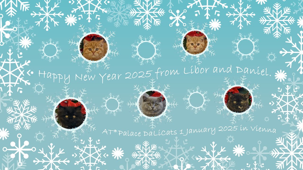 ❤ 2024 ❤ 10 Minuten Erinnerung an das Jahr 2024 im AT*Palace DaLiCats in Wien.