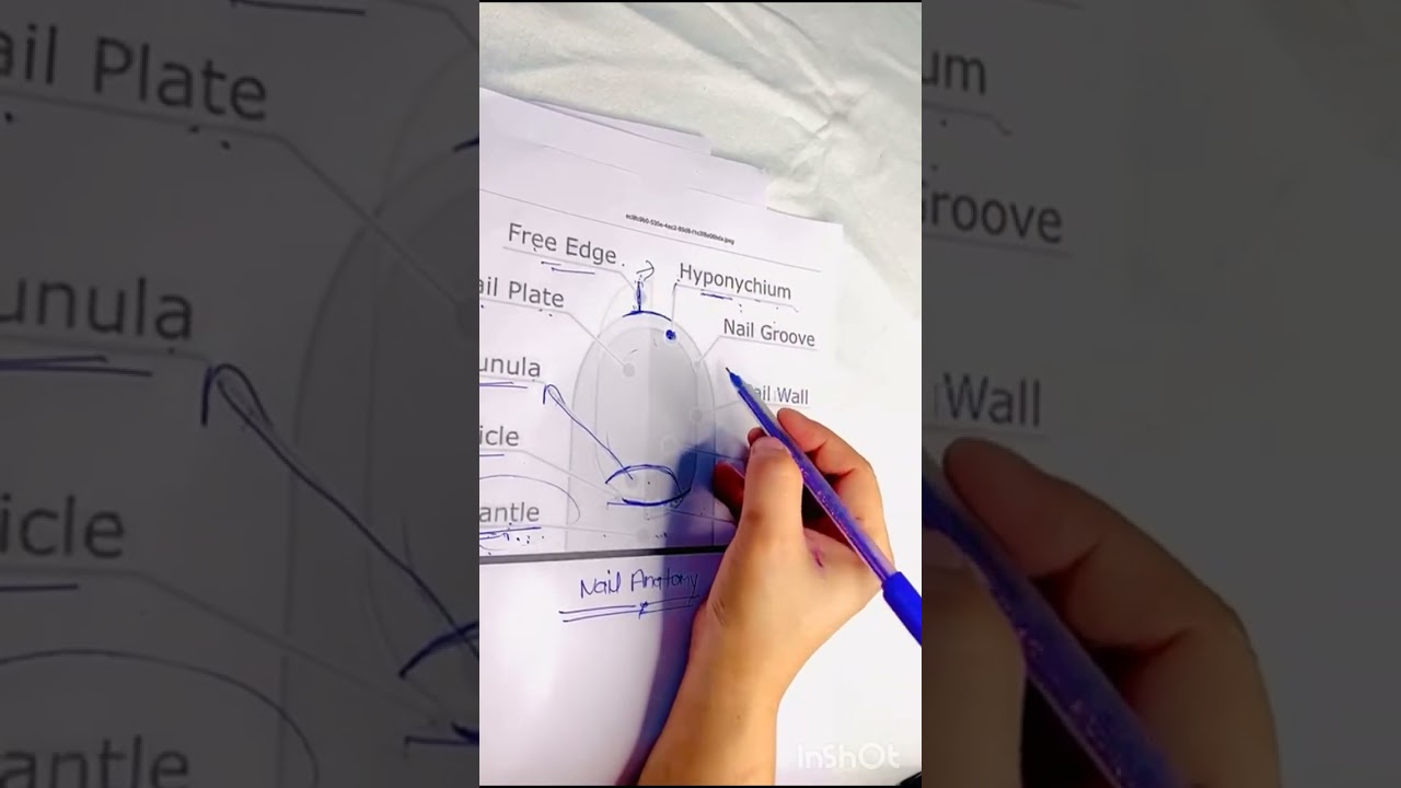 Nail structure & Nail Anatomy