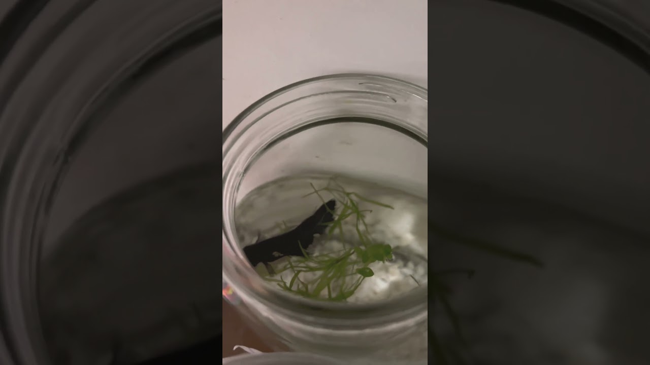 #bettafish  #betta #bettalovers #bettalover #bettalove