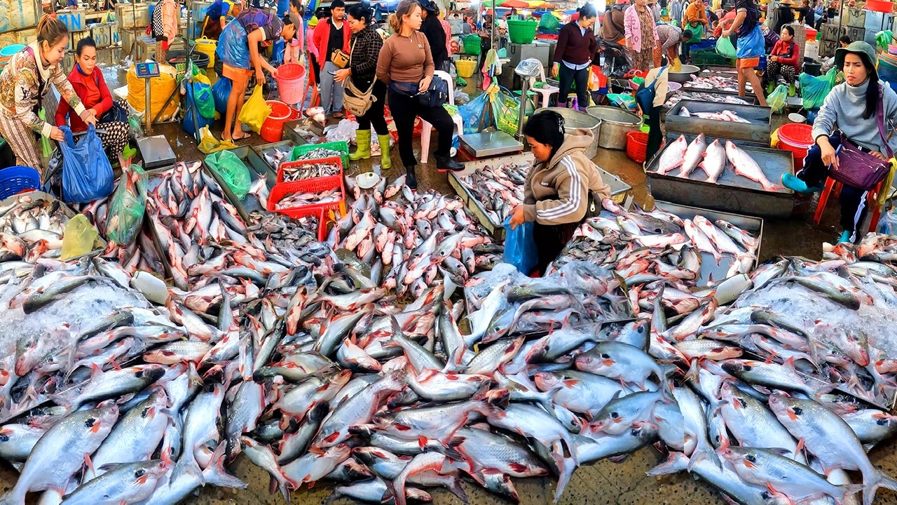 Cambodia Fish Distribution Market, Healthy Fish, Fish Jumping out Tank, Freshwater Fresh Fish