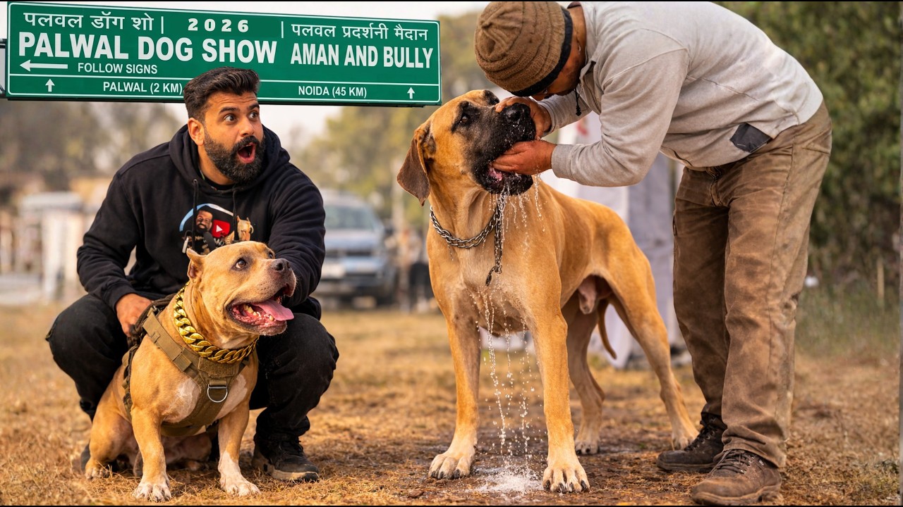 Bully🐶mila AKITA🦊se !! Biggest Palwal haryana Dog show 2026😵