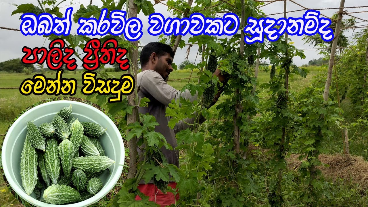 කරවිල වගාවේ ප්‍රේබේද / කරවිල වගාව / karawila wagawa sinhala / Bitter Gourd Cultivation