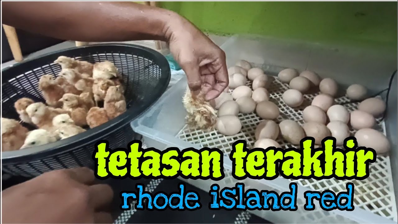 [Episod1628] tetasan terakhir juga ada yang kaki cengkoi