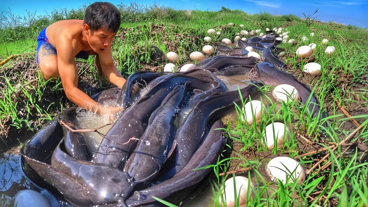 OMG A man is catching a lot of fish in the rice fields​​ so funny