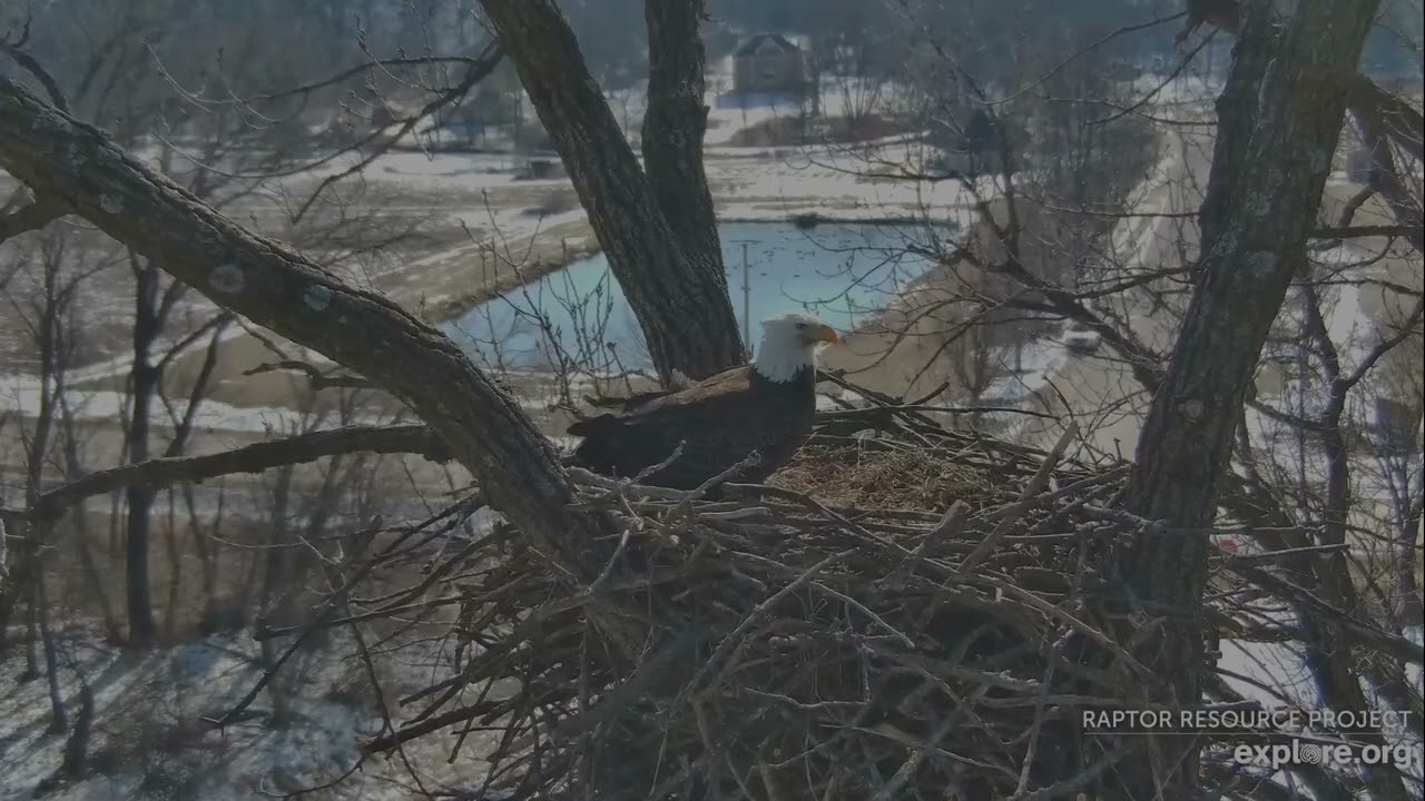 Decorah Eagles 2-8-26 HD snaps off a stick & brings it to the nest