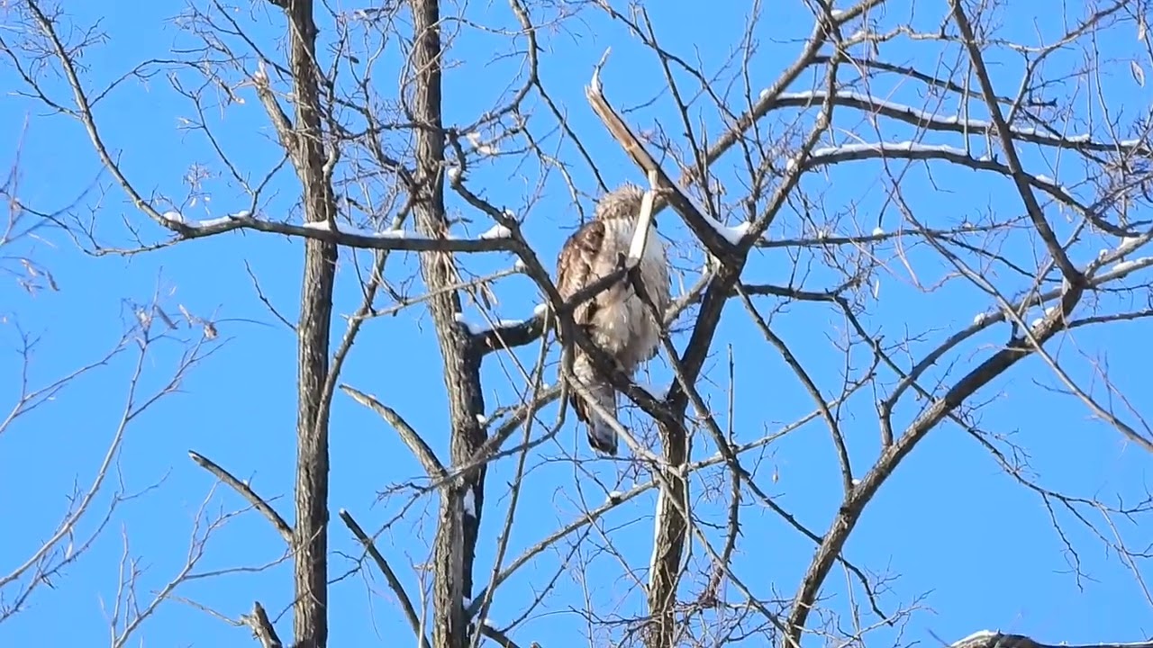 今年初のクマタカ(幼鳥？)  #クマタカ　#猛禽類