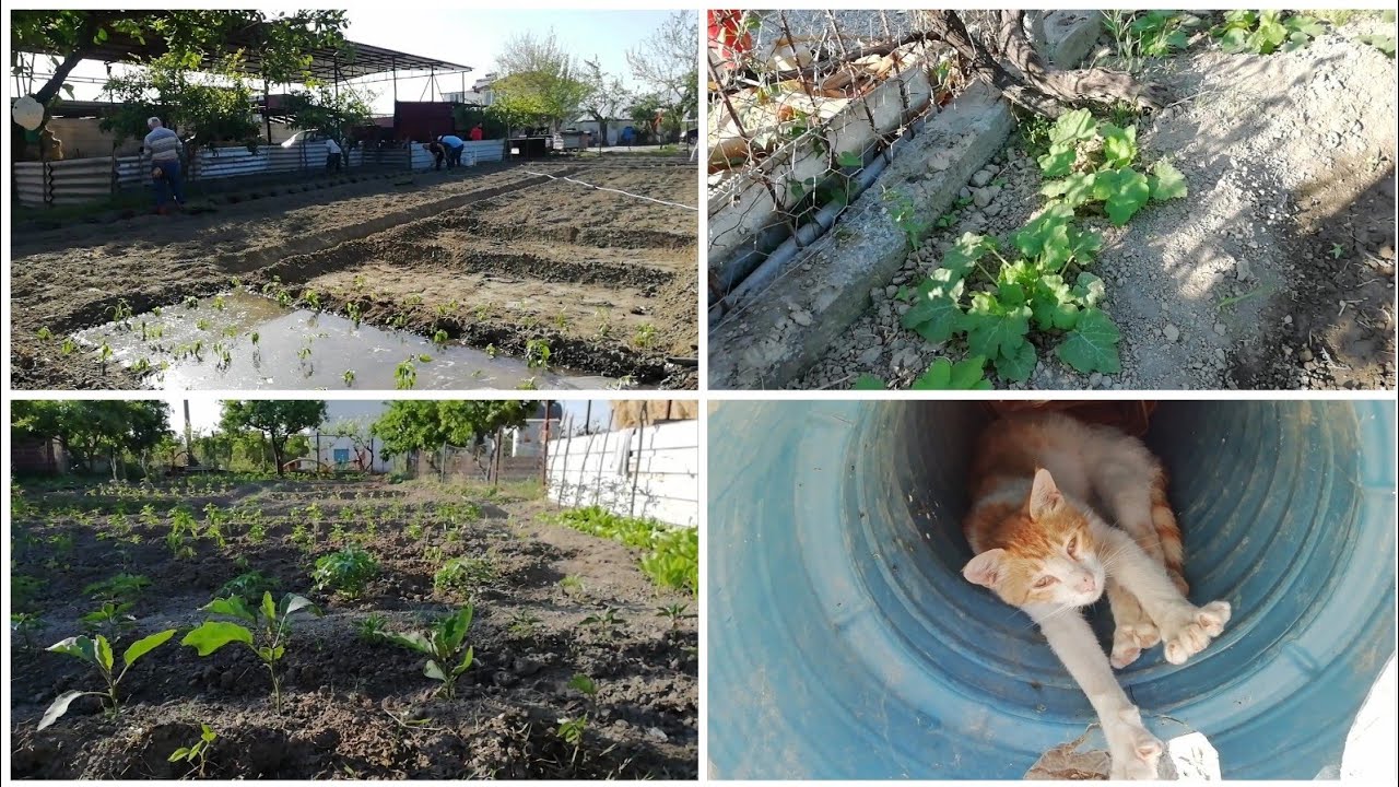 15 Çeşidinden Yaz Sebzelerinden Açık Alanda Ekim Yöntemi