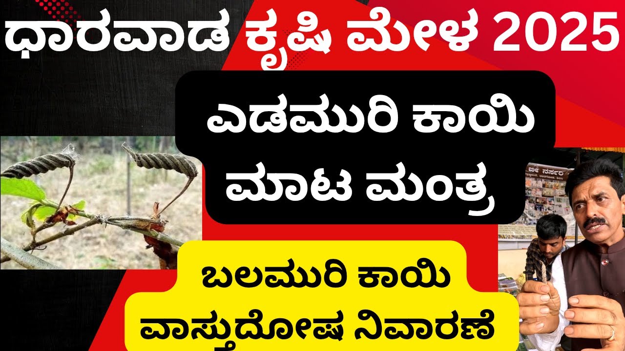 ಧಾರವಾಡ ಕೃಷಿ ಮೇಳ 2025/Part-3/ಮಾಟ ಮಂತ್ರಕ್ಕೆ ಬಳಸುವ ಎಡಮುರಿ ಕಾಯಿ/ವಾಸ್ತುದೋಷ ನಿವಾರಣೆಗೆ ಬಳಸುವ ಬಲಮುರಿ ಕಾಯಿ