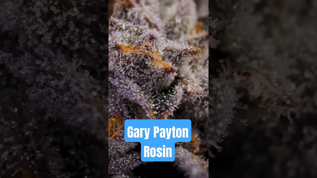 Gary Payton Rosin