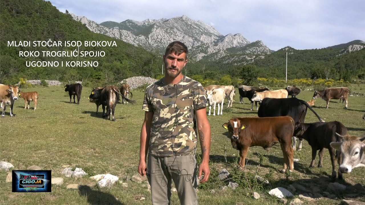 - MLADI STOČAR ROKO TROGRLIĆ,ISPOD BIOKOVA, SPOJIO UGODNO I KORISNO