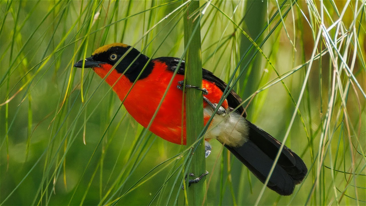 Birding in Kenya, February 2024, part 3: Kakamega Forest and Lake Victoria