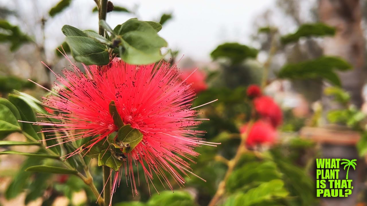 Red powder puff (Calliandra haematocephala) / Raspberry-like flower buds / No insect problems