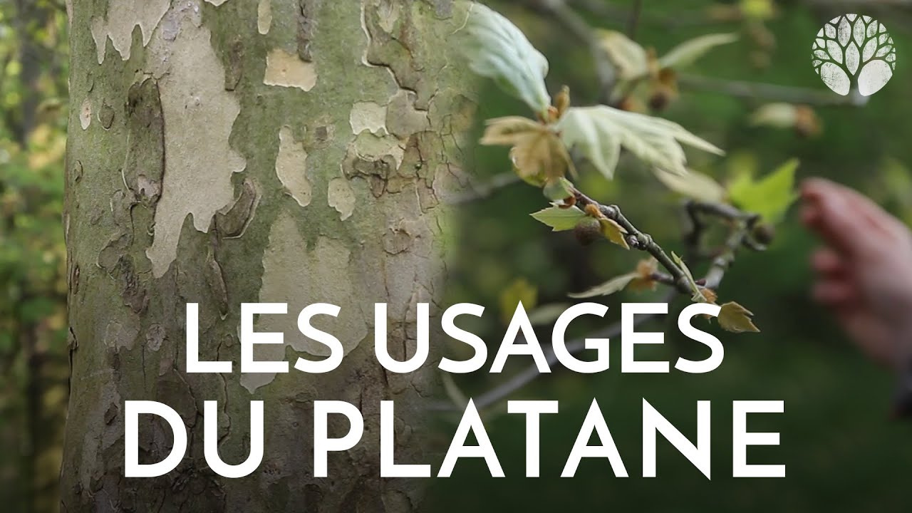 Comment utiliser les platanes ?