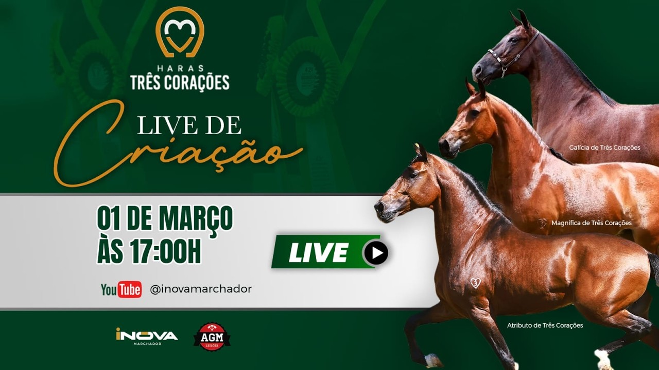 Live de Criação - Haras Três Corações - INOVA Marchador