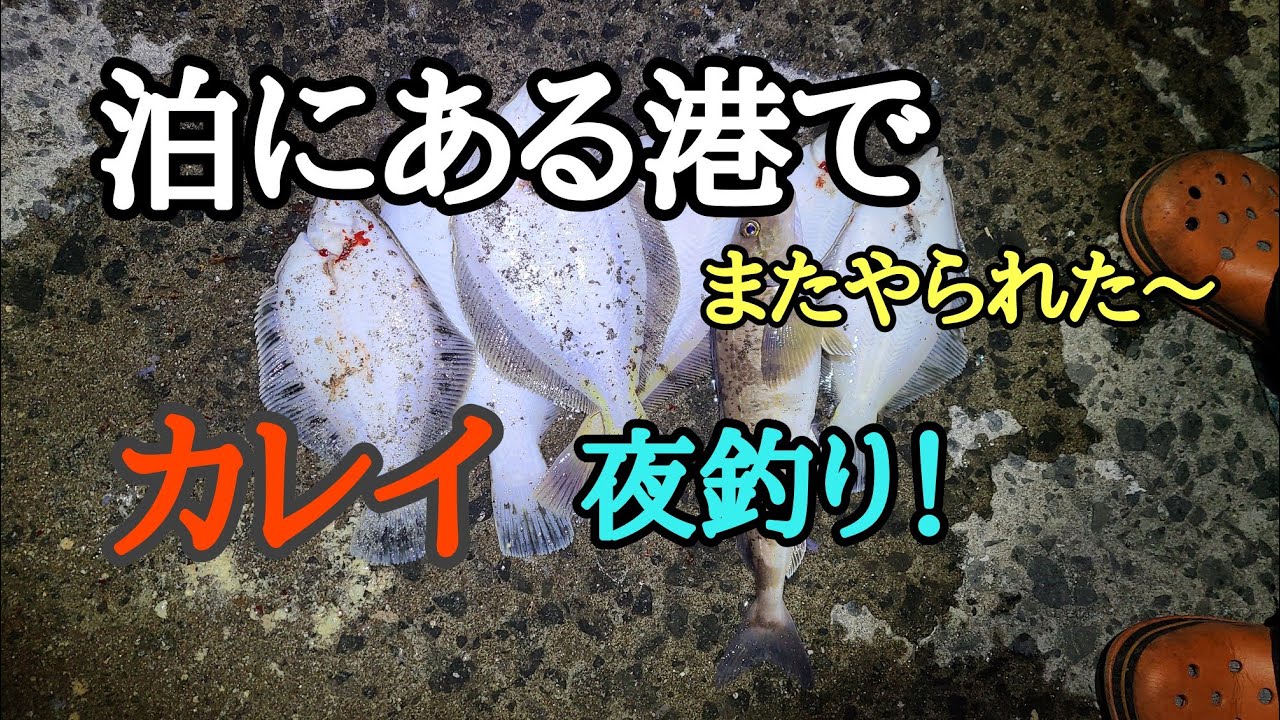 泊にある港でカレイの夜釣り！