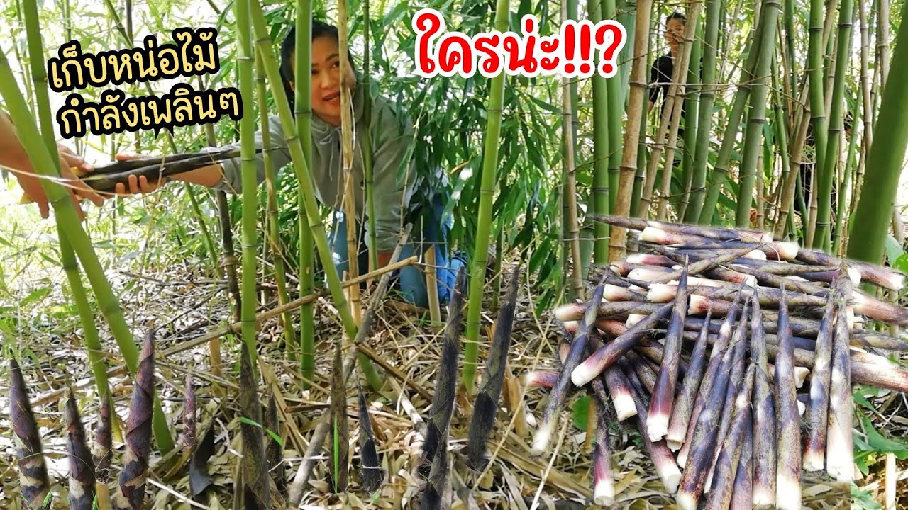 หักเป๊าะๆหน่ออ่อนๆเก็บ​มันส์​มาก เจอคนที่ไม่คิดว่าจะได้เจอในกอไผ่.Ep55|2024