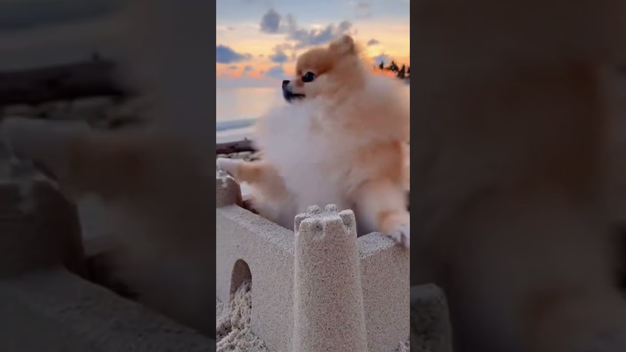 Dog in his Castle