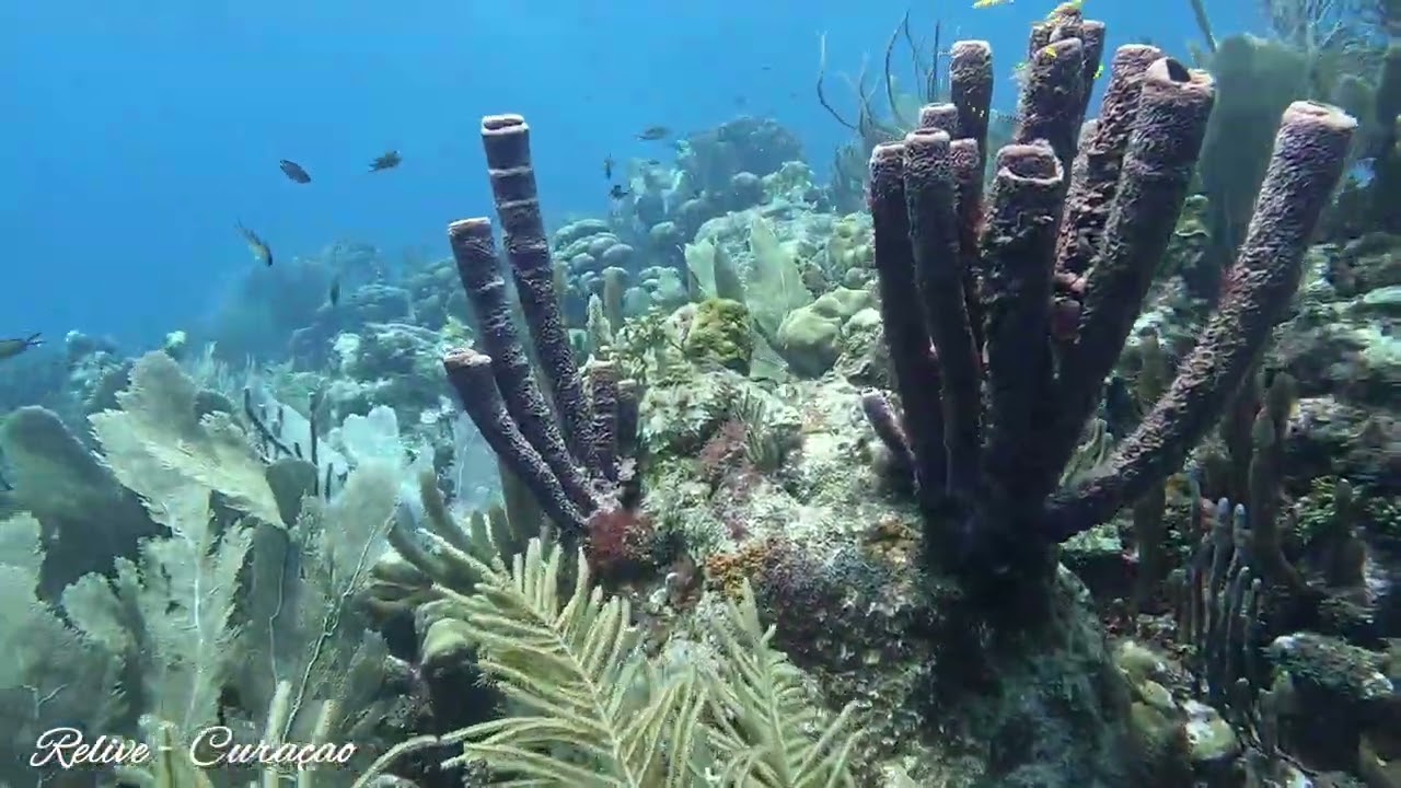 Cura&ccedil;ao 4K guide dive, dive arrangement with our own guesthouse. Sea the caribbean ocean life.