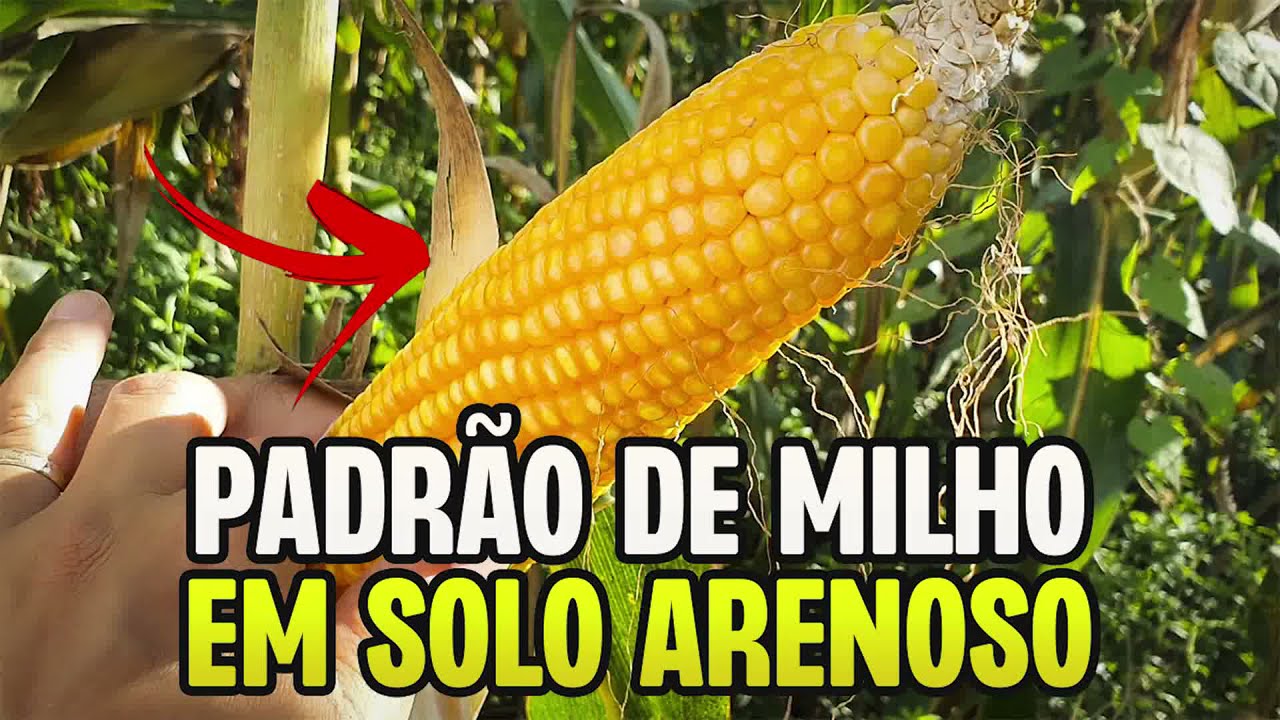 INCRÍVEL MILHO COM ESTILOSANTES EM SOLO ARENOSO
