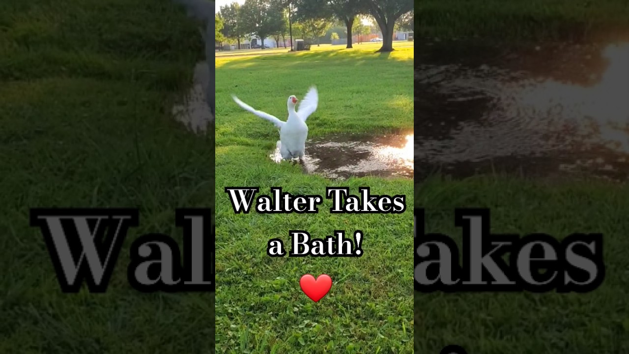 Walter Takes a Bath! #goose #walter #sillygoose #bathtime #funny #shorts #birds #fyp #toocute