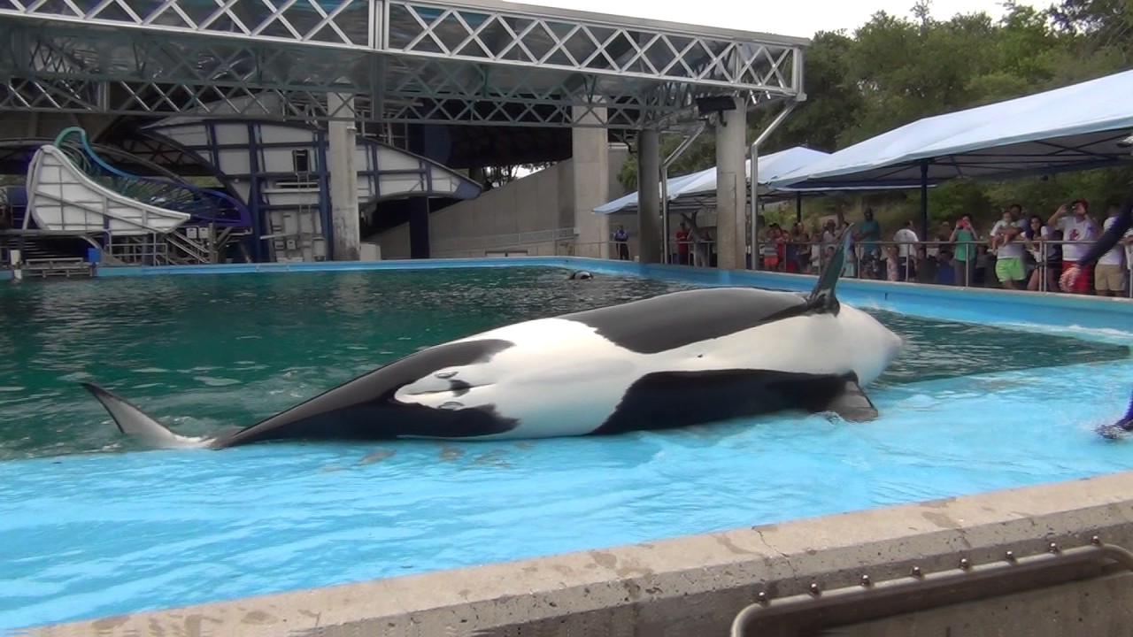 Takara, 6-week-old Kyara, Sakari, Kamea - Dine with Shamu (June 2017)