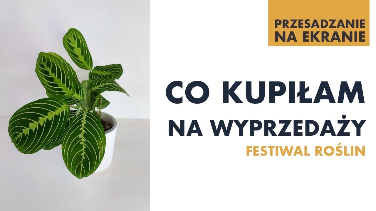Co kupiłam na wyprzedaży | Festiwal Roślin | Przesadzanie